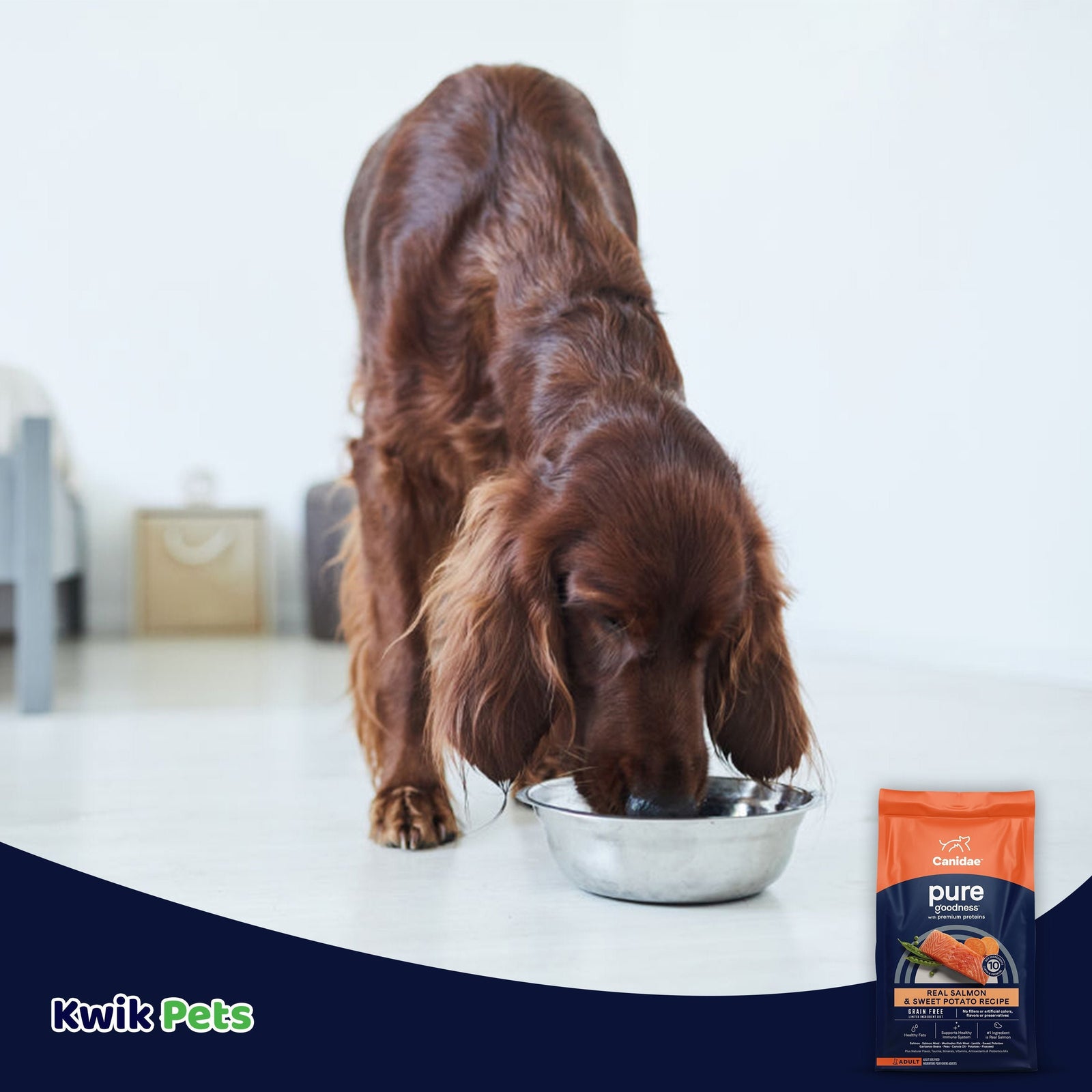 Dog Image of CANIDAE PURE Goodness Grain-Free LID Dry Dog Food Salmon & Sweet Potato 4-lb