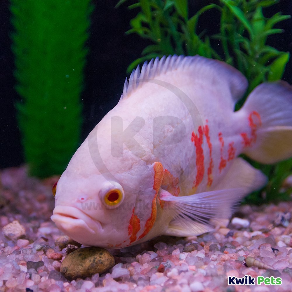 Sicce VOYAGER NANO Stream Pump in Aquarium