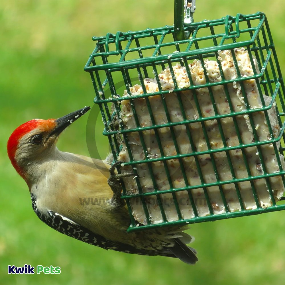 C&S High Energy Suet Treat for Wild Birds 11.75-oz, Kwik Pets