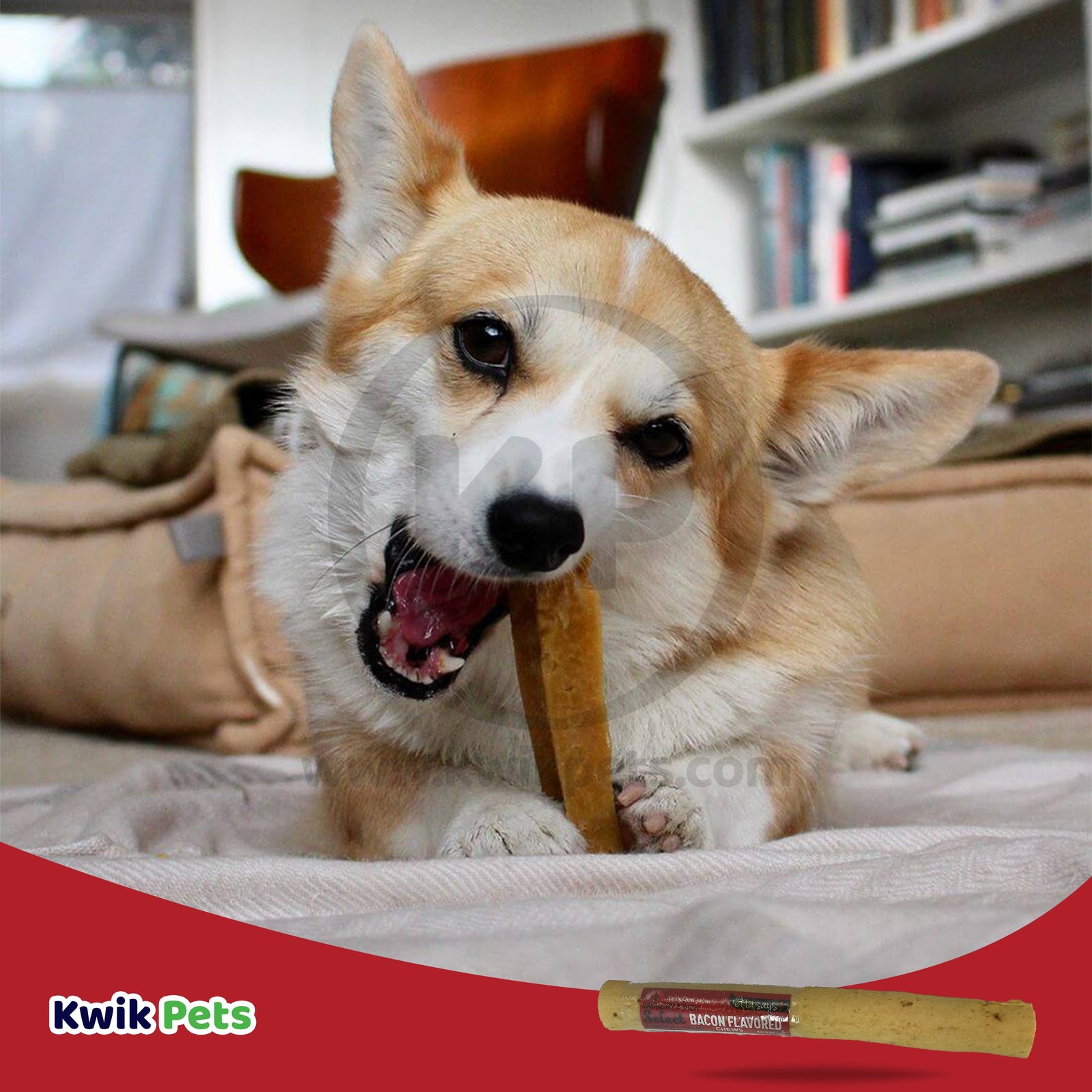 Etta Says! Select Crunchy Bacon Chews Dog Treat 7-in, Kwik Pets