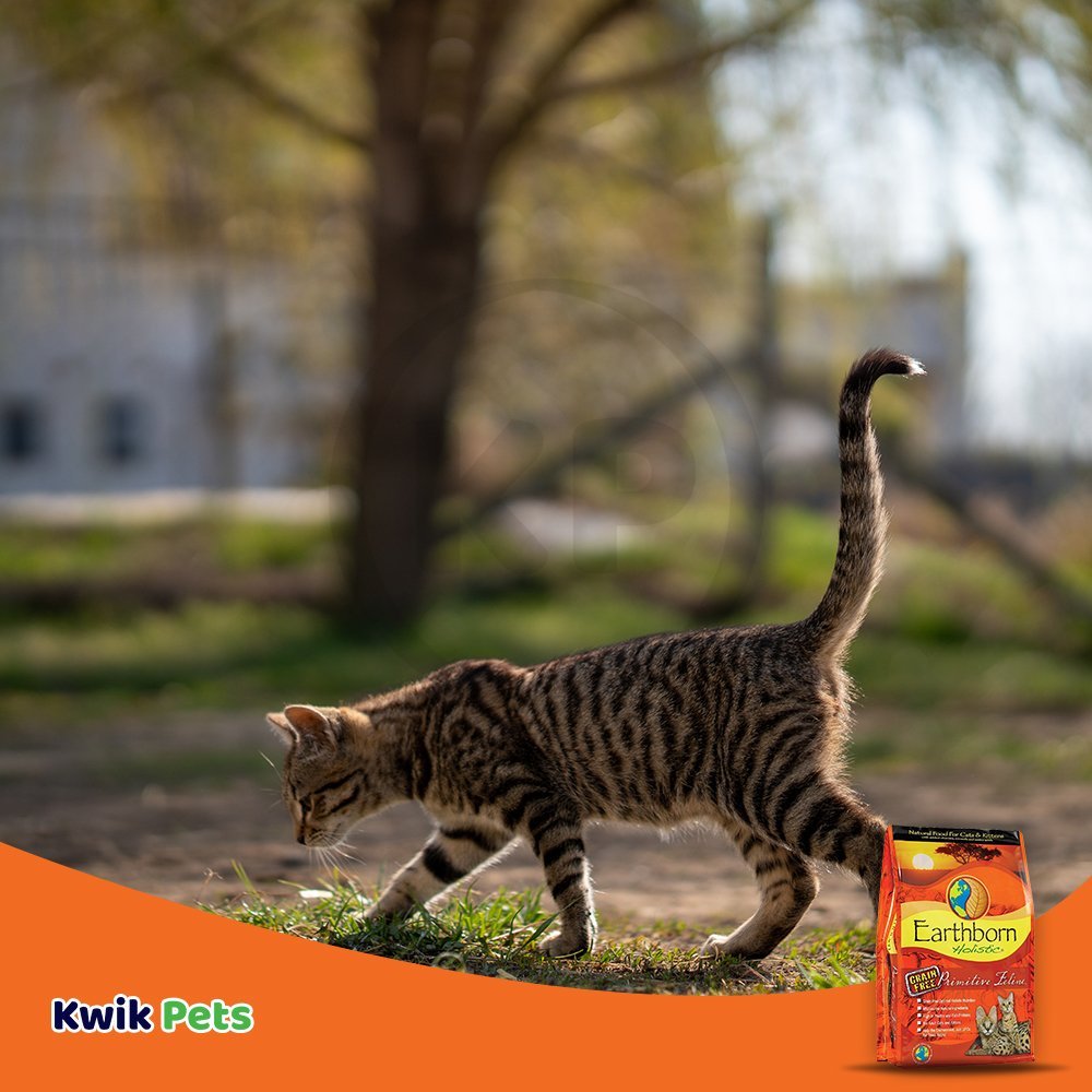 Cat Walking at Earthborn Holistic Primitive Feline Grain-Free Dry Cat Food 14-lb