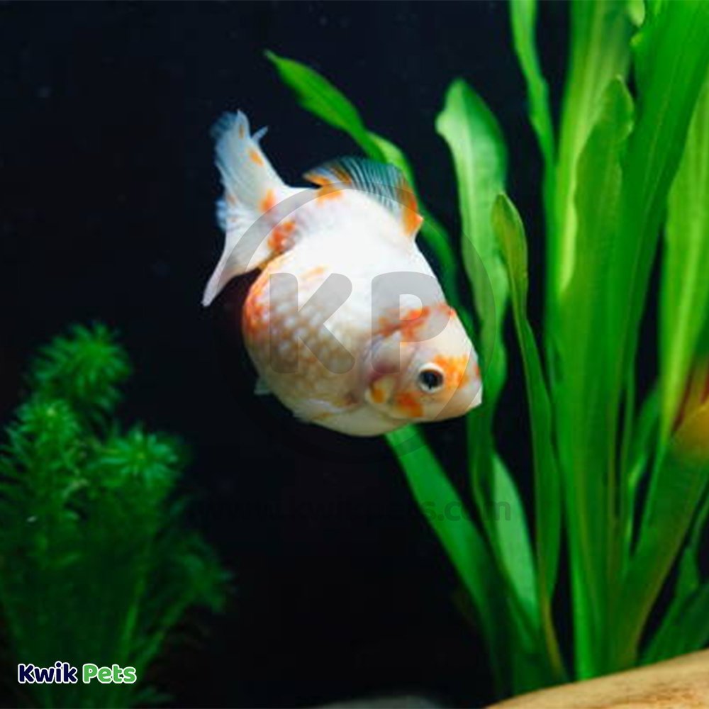 Mag-Float Floating Aquarium Acrylic Cleaner Large, Kwik Pets