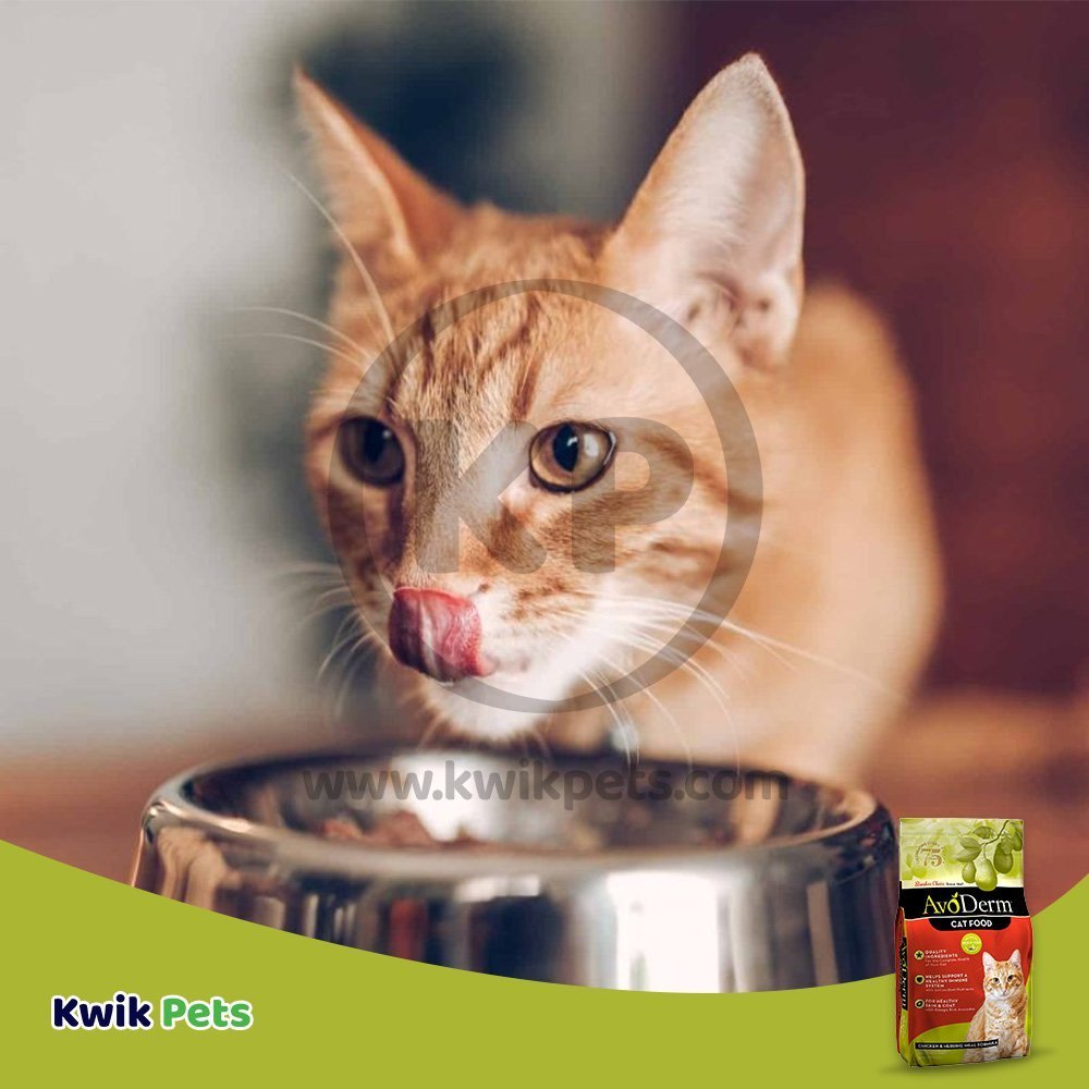 Cat Eating AvoDerm Natural Chicken & Herring Meal - Adult Dry Cat Food 6-lb