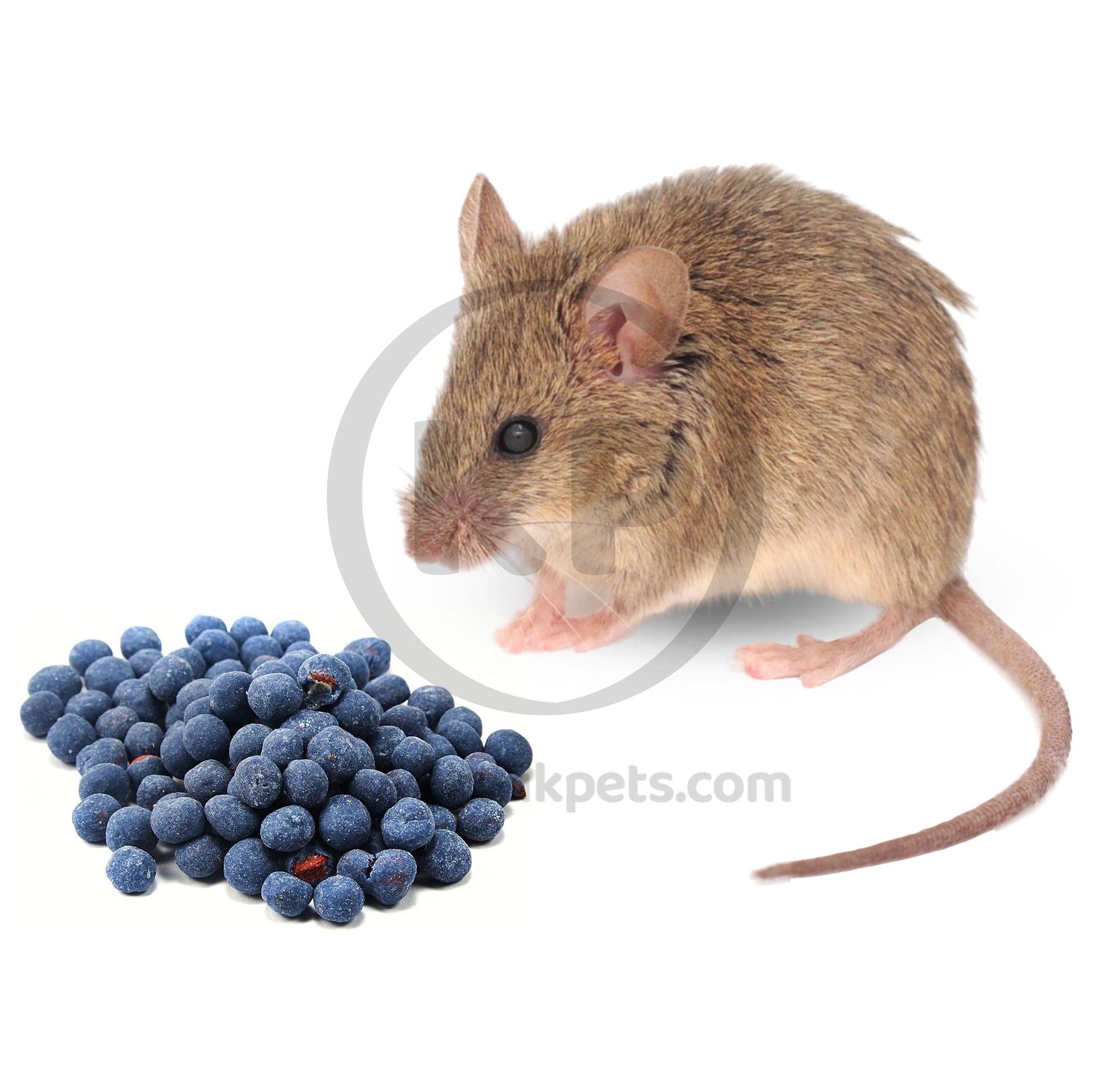 Kaytee Fiesta Yogurt Dip Hamster/Gerbil Blueberry 3.5-oz, Kaytee
