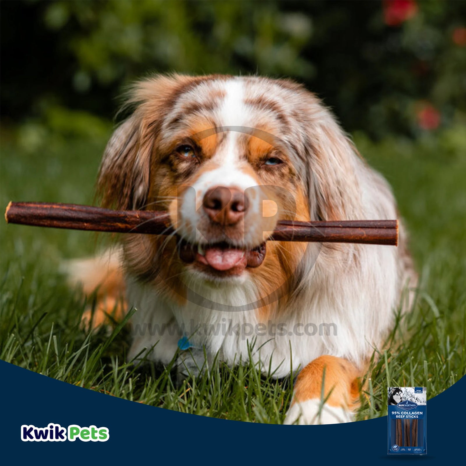 Barkworthies 6" Beef Collagen Daily Health Boost Dog Sticks 3 Count