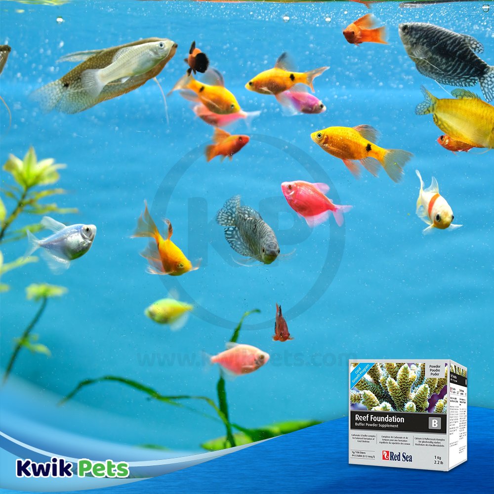 Red Sea Reef Foundation B Supplement 2.2-lb, Kwik Pets