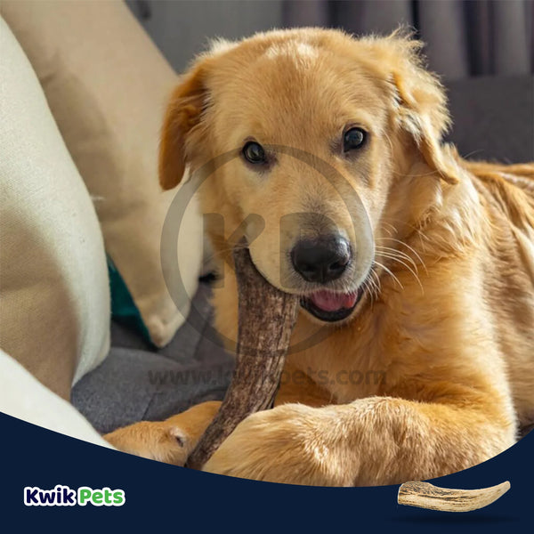 Barkworthies Whole Elk Antler Dog Chew for Large Breed Dogs 1