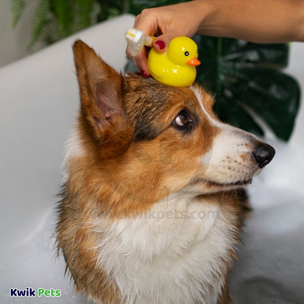 Bio-Groom Super White Shampoo 1 gal, Kwik Pets