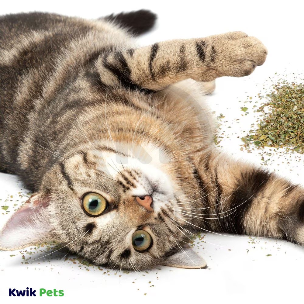 Cat playing with OurPets Cosmic 100% Natural Catnip Jar 1.25-oz
