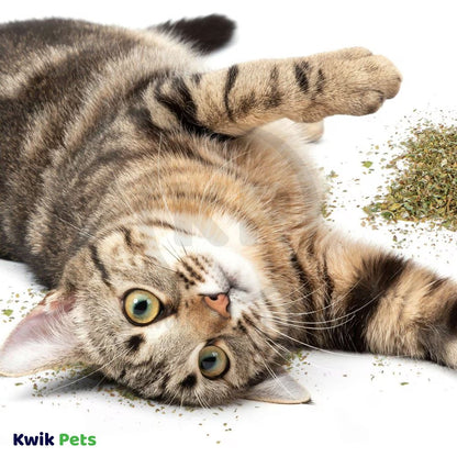 Cat playing with OurPets Cosmic 100% Natural Catnip Jar 1.25-oz