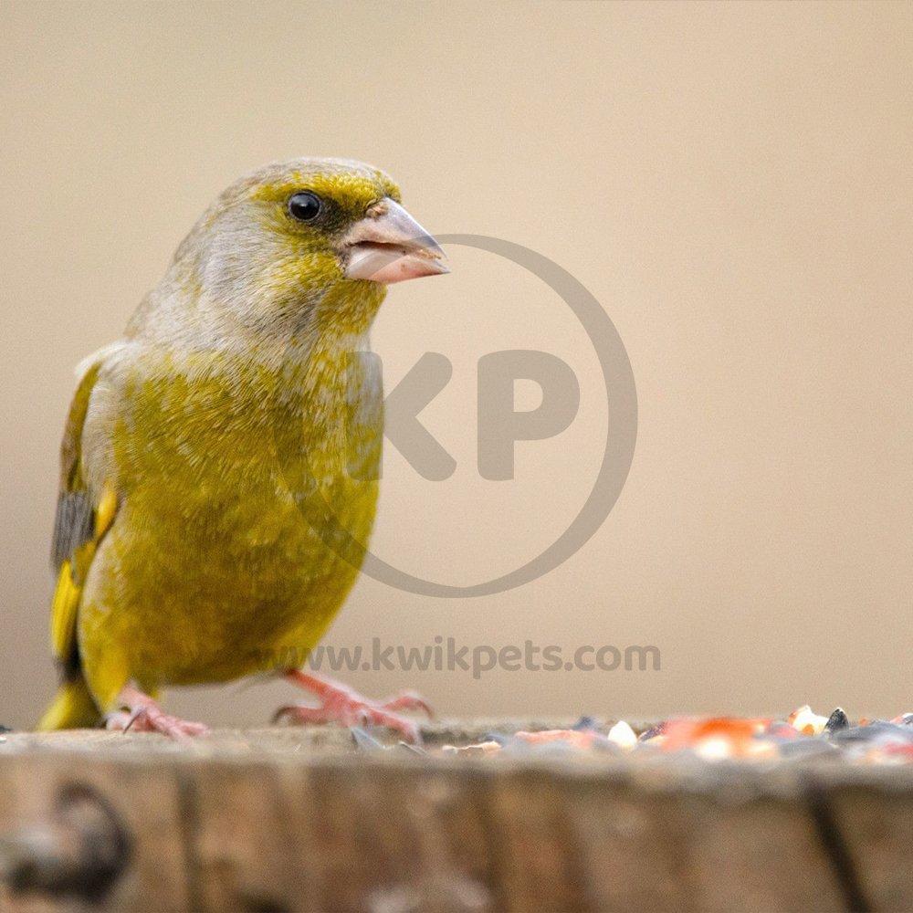 Kaytee Songbird Treat Jar Canary & Finch, 9-oz, Kaytee