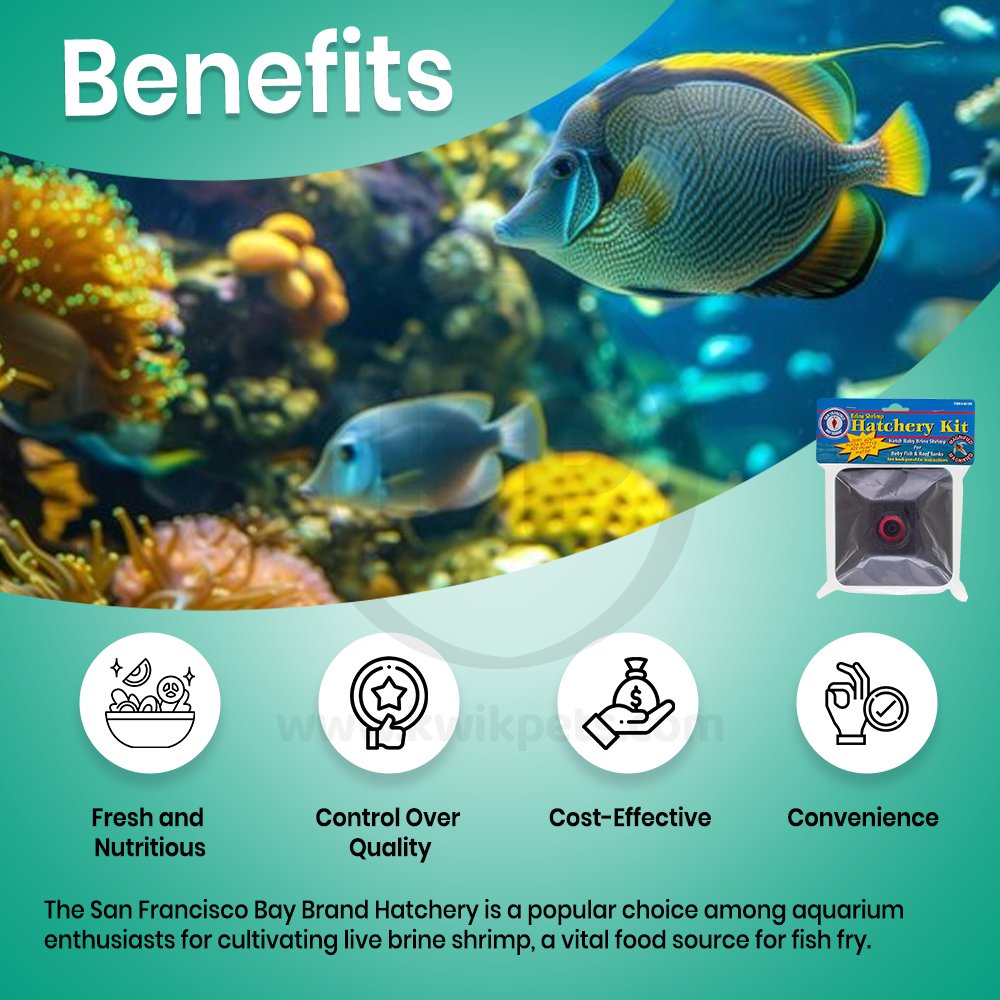 San Francisco Bay Brand Brine Shrimp Hatchery Kit Benefits