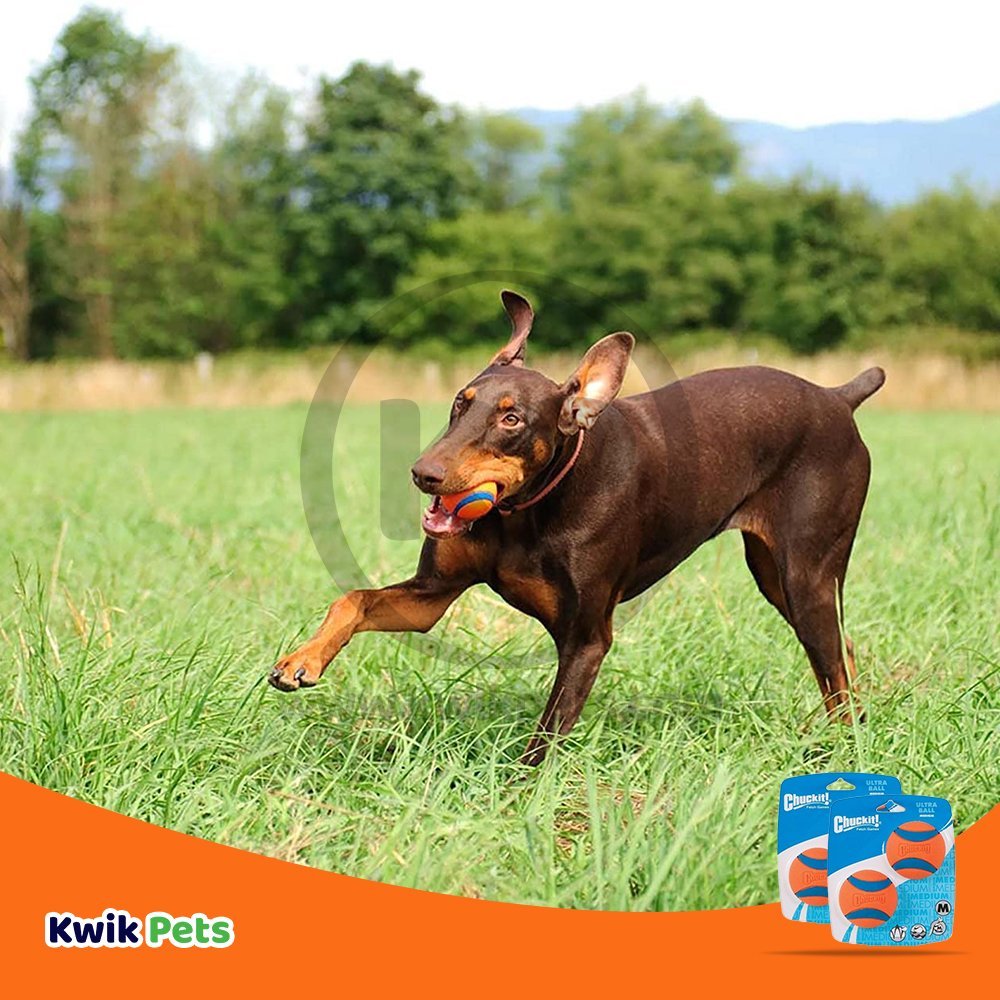 Chuckit! Ultra Ball Dog Toy Blue/Orange Medium 2 Pack of 2 Count, Kwik Pets