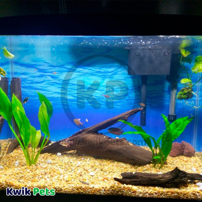 Zilla Malaysian Driftwood, Zilla