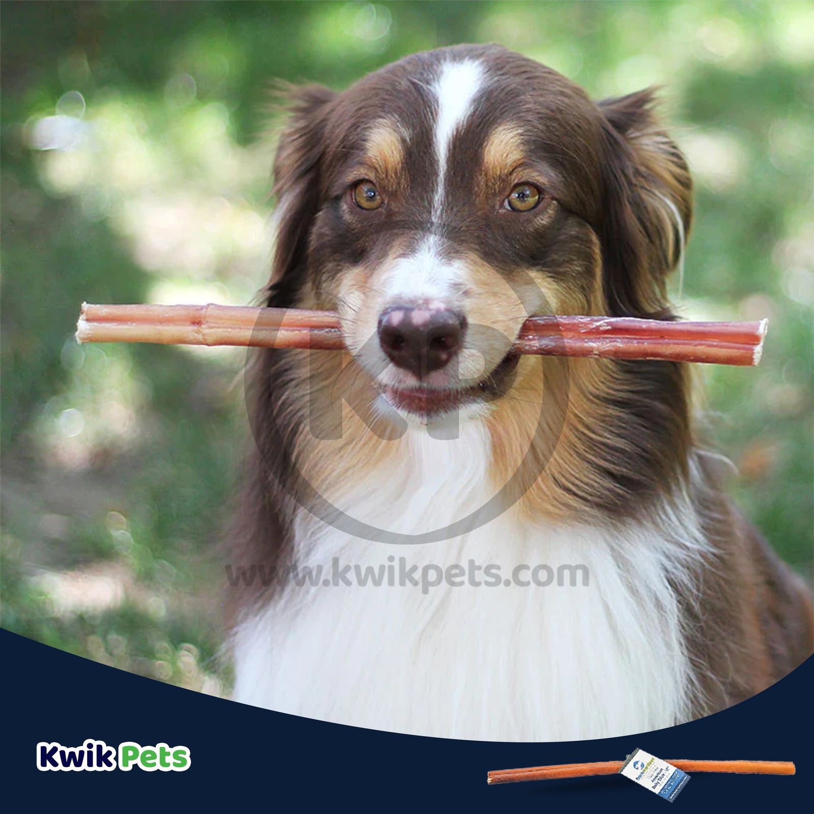 Barkworthies 12" Odor Free American Bully Stick, Kwik Pets