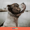 Herm Sprenger Ultra Plus Prong Training Dog Collar