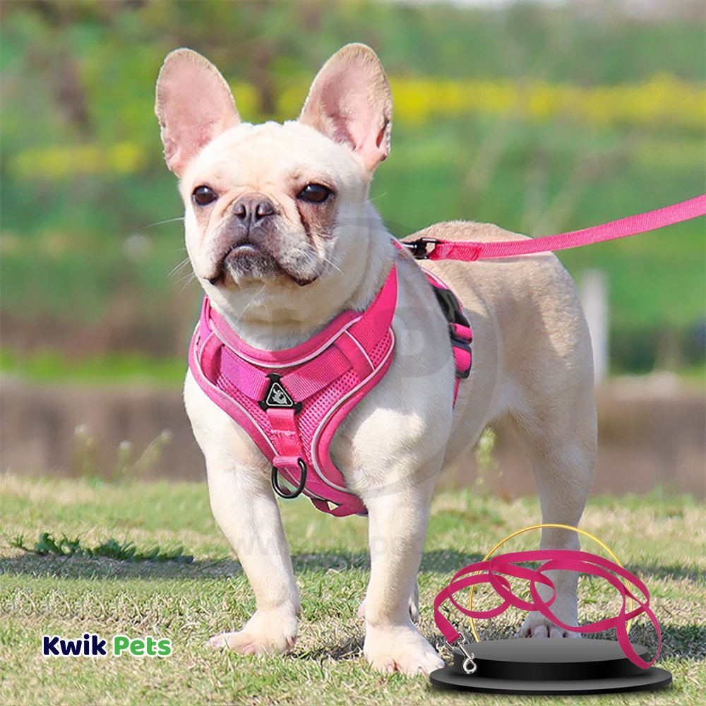Dog Image of Coastal Single-Ply Nylon Dog Leash Pink Flamingo 1 in X 6 ft
