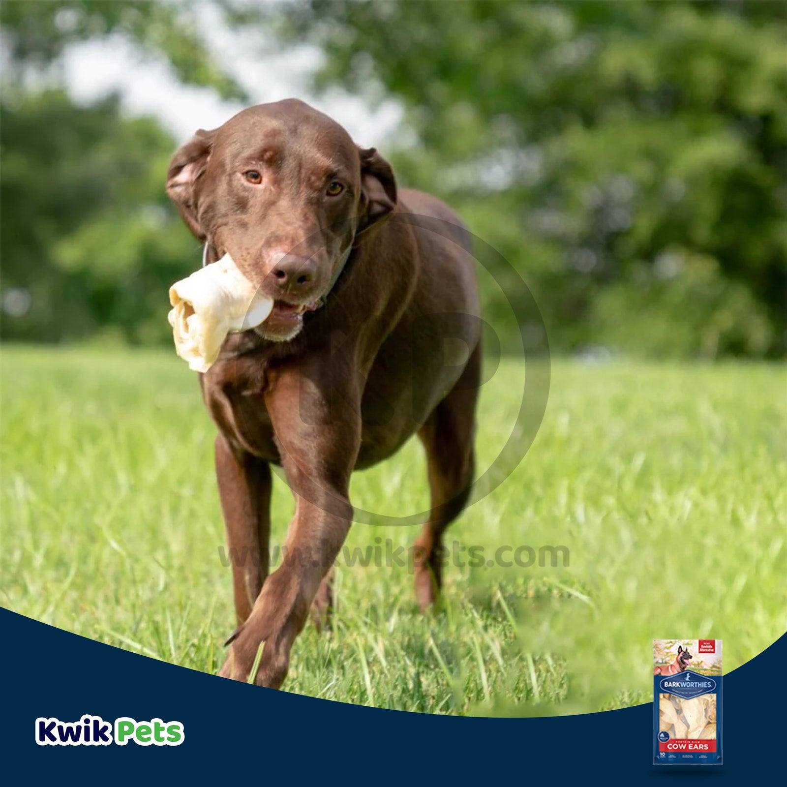 Barkworthies Cow Ears Dog Chews