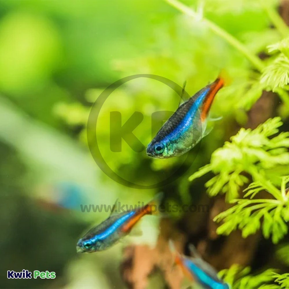 Mag-Float Scraper Blades for Floating Magnet Glass Aquarium Cleaner Small & Medium 2 Count, Kwik Pets