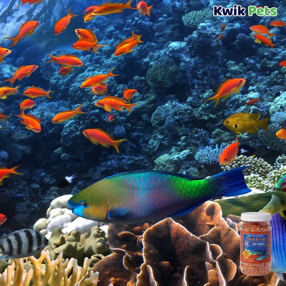 San Francisco Bay Brand Plankton Freeze-Dried Fish Food 1-oz