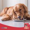 IAMS Minichunks Adult Dry Dog Food Lamb & Rice, 30-lb, IAMS
