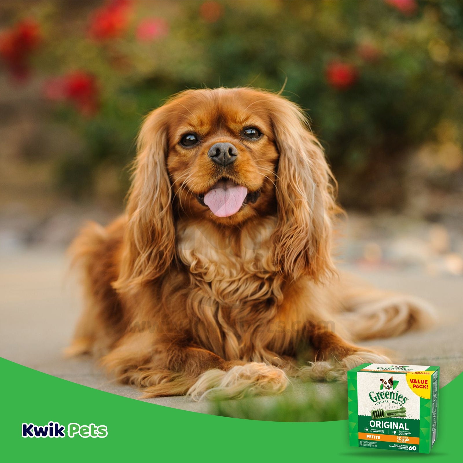 Dog Image of Greenies Original Dog Dental Treats Petite 36-oz 60 Count