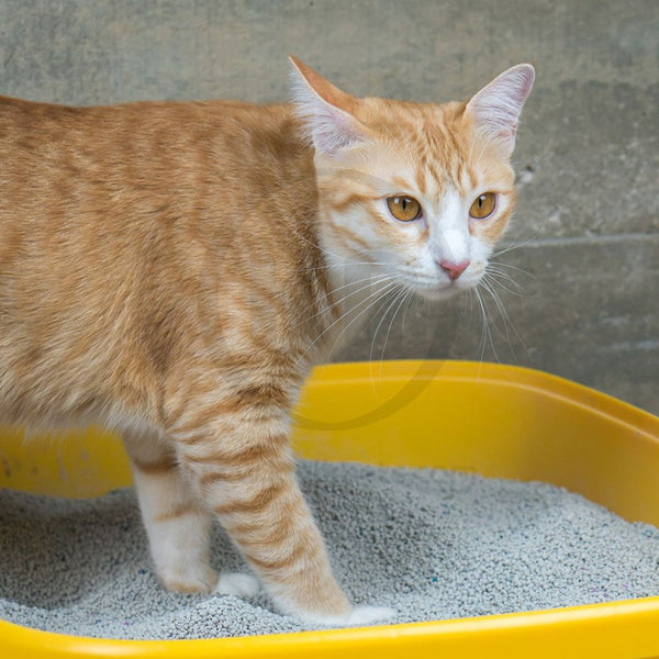 World's Best Cat Litter Multiple Cat Clumping Formula
