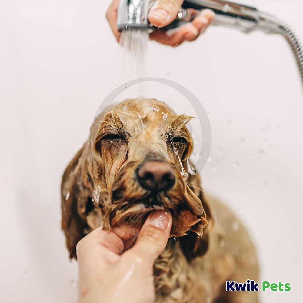 Espree Aloe Oatbath Medicated Shampoo Fragrance Free for Dogs & Cats 20-oz, Kwik Pets
