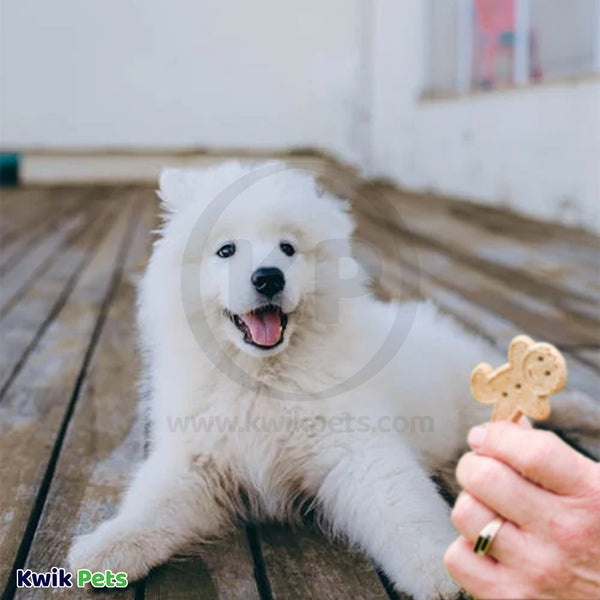 Cloud Star Buddy Biscuits Crunchy Dog Treats Peanut Butter