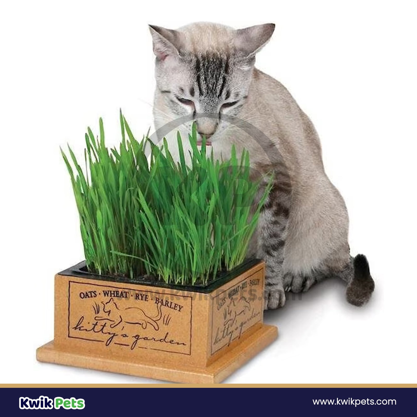 Cat enjoying with Pioneer Pet SmartCat Kitty's Garden Edible Grass Planter