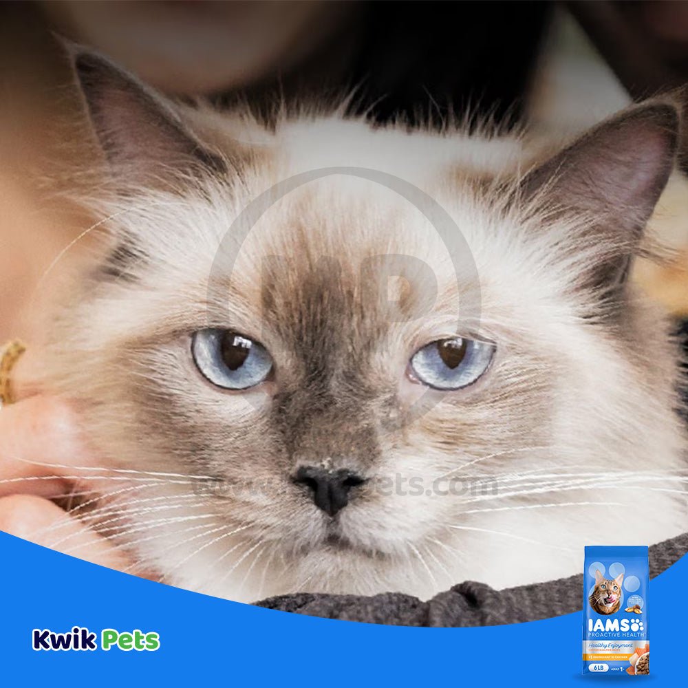 LifeStyle of IAMS ProActive Health Healthy Enjoyment Adult Dry Cat Food Chicken & Salmon 6-lb
