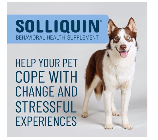Nutramax Solliquin Soft Chew Calming Behavioral Health Supplement for Dogs 75 Count Large