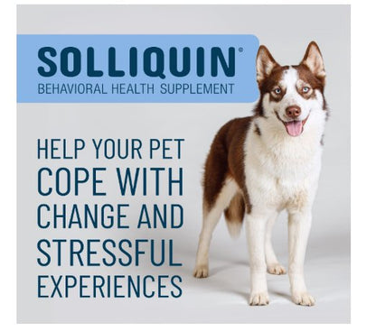 Nutramax Solliquin Soft Chew Calming Behavioral Health Supplement for Dogs 75 Count Large