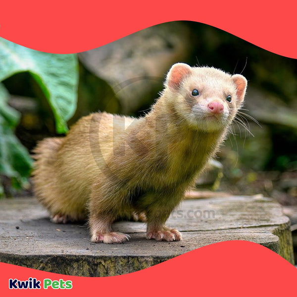 ZuPreem Premium Ferret Diet Dry Food 4-lb, Kwik Pets