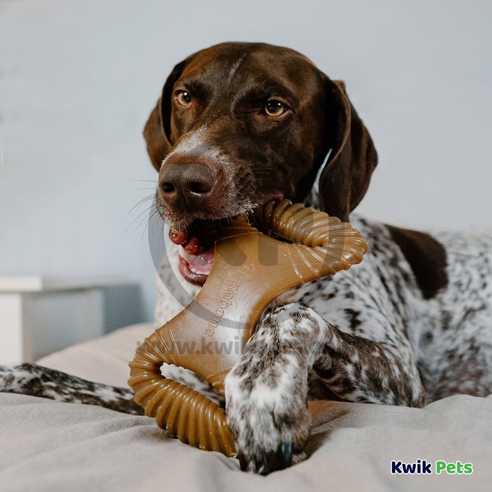 Benebone Dental Chew Dog Toy Bacon Medium, Kwik Pets