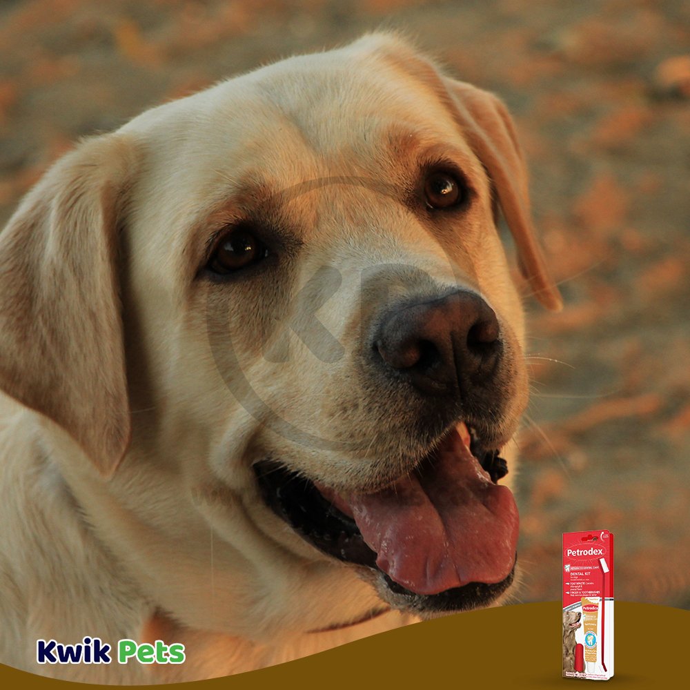 Buy Sentry Petrodex Natural Dental Care Kit for Dogs Peanut Butter Flavor