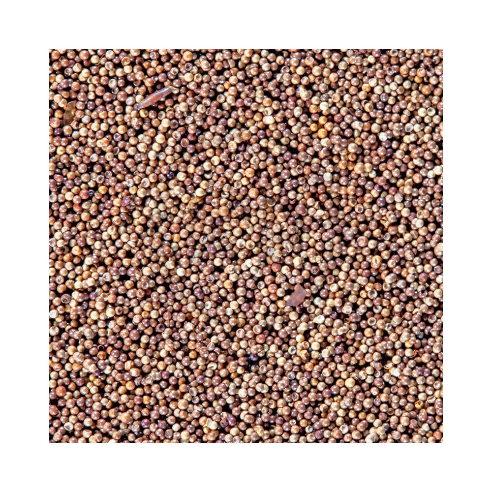 San Fransisco Bay Brand Brine Shrimp Eggs - Fish Food