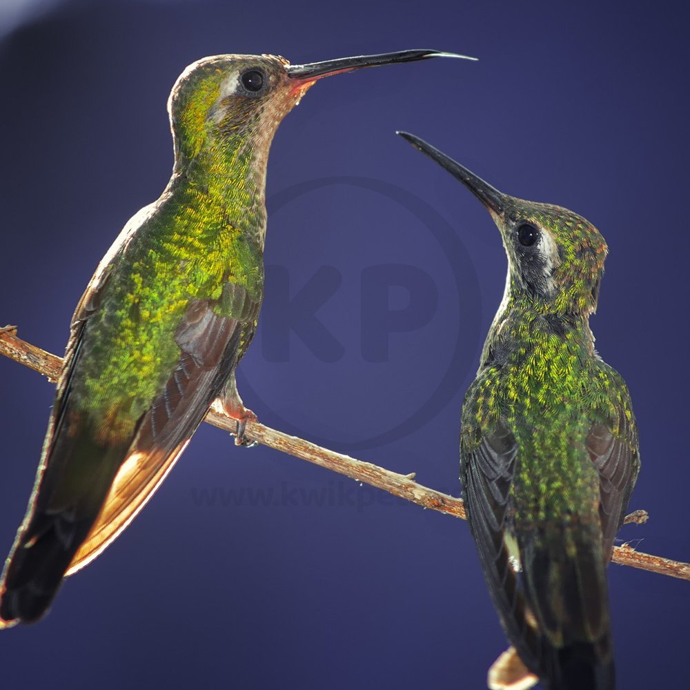 Buy Oasis Vita Drops Multivitamin Supplement for Hummingbirds 2-oz