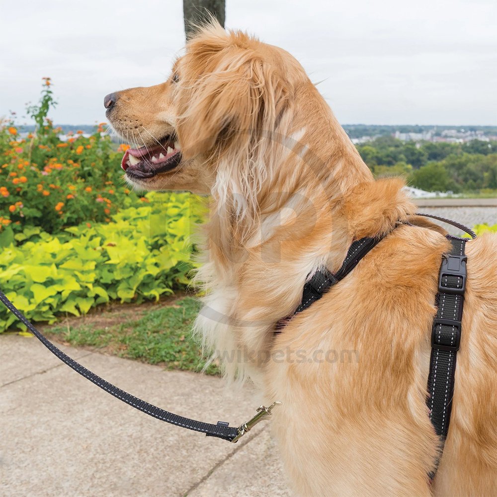 Dog Image 2 of PetSafe 3 in 1 Dog Harness Black Large