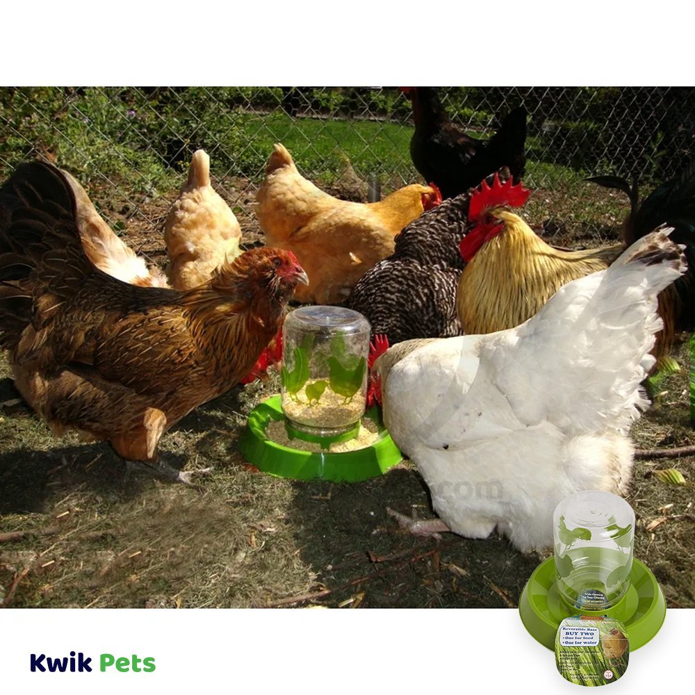 Chicken Feeder Clear Green