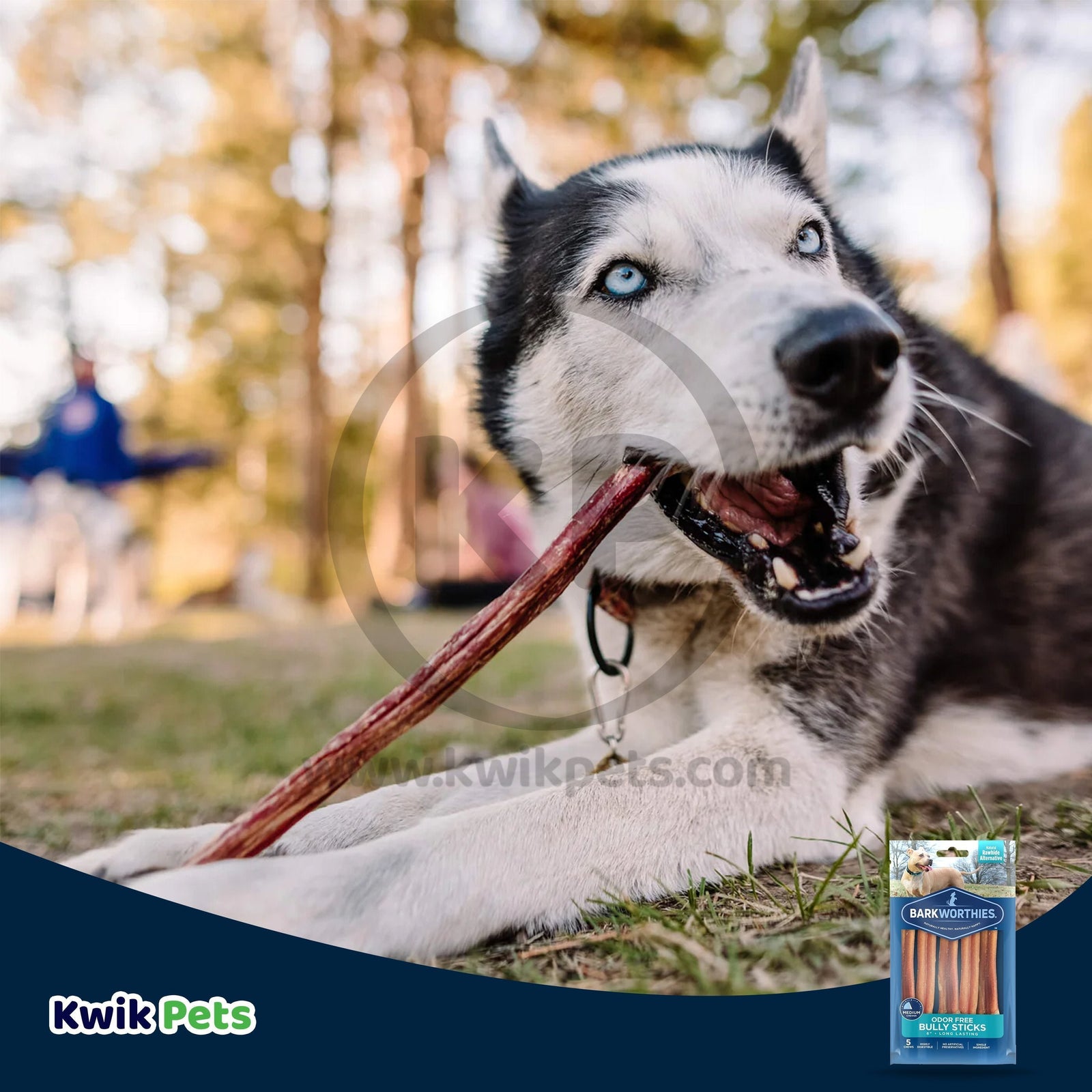Dog Image of Barkworthies 6" Odor Free Bully Stick Dog Chews 5 Count