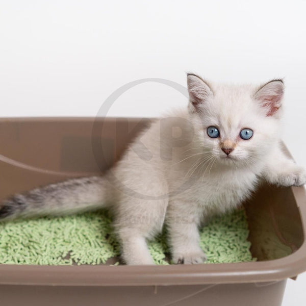 World's Best Cat Litter Multiple Cat Unscented Formula