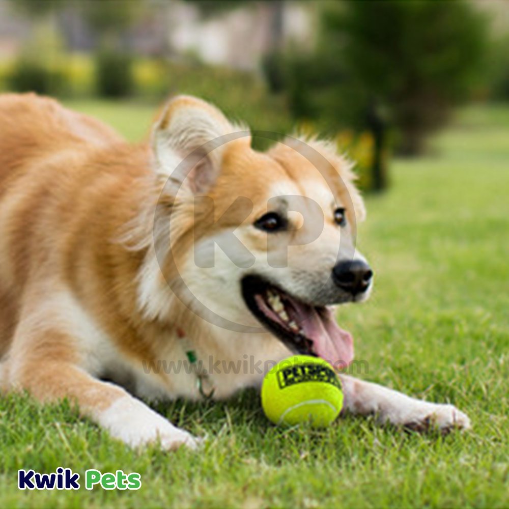 Petsport USA Tuff Ball Dog Toy Yellow 1.8-in, Kwik Pets