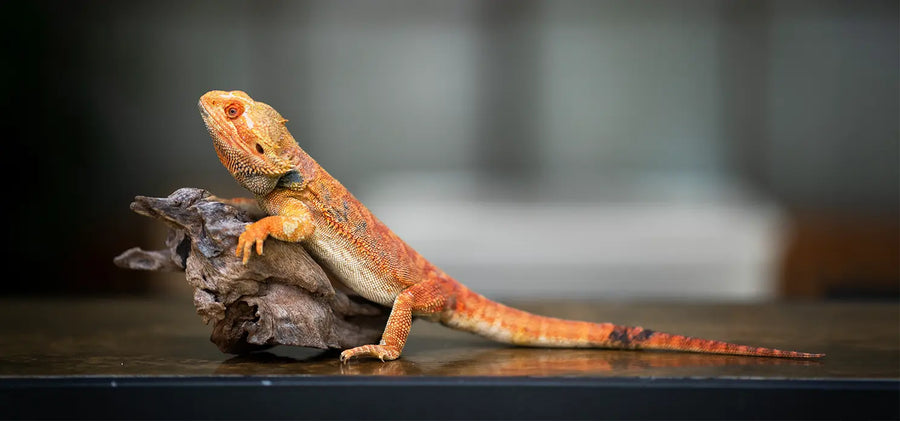 Reptile