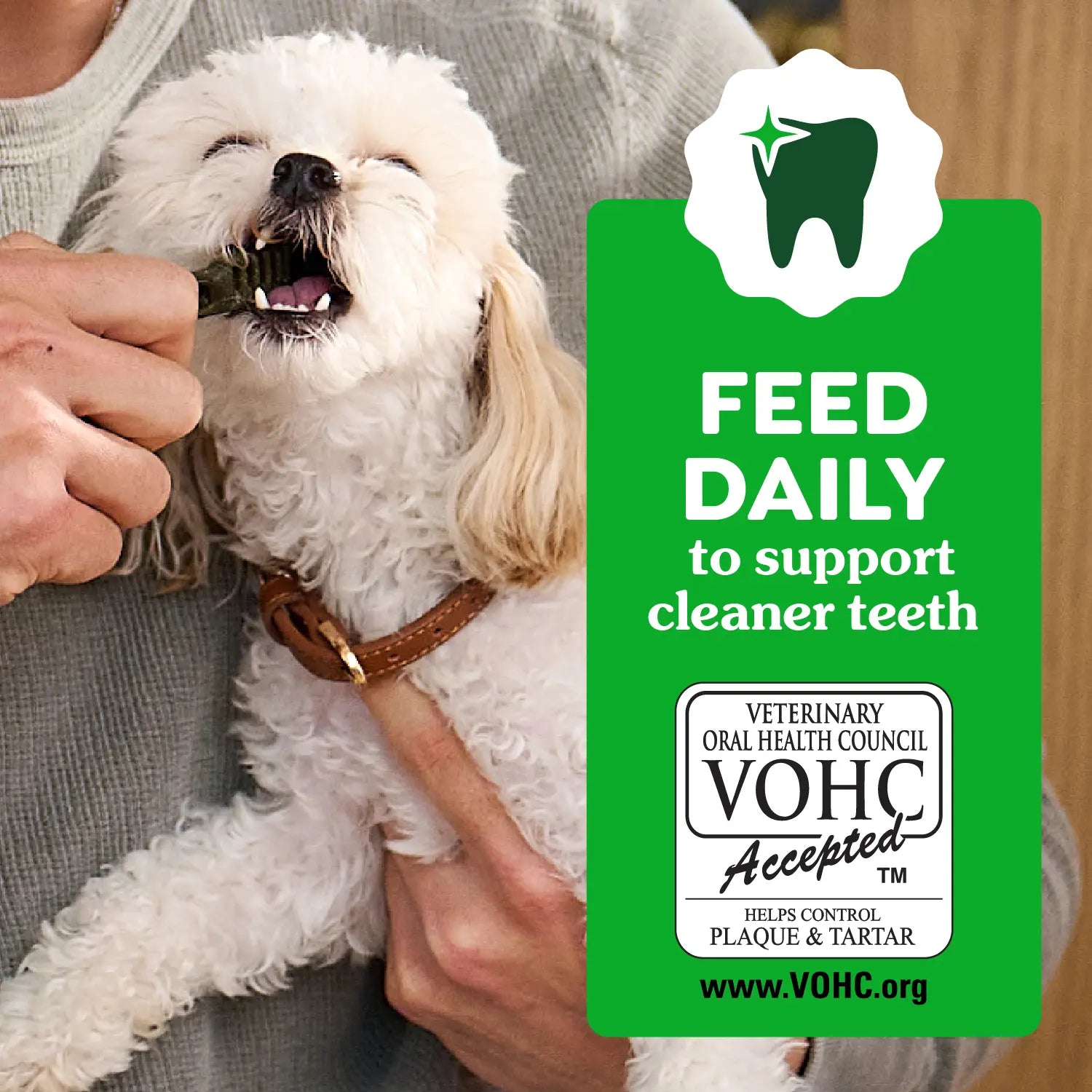 Vet of Greenies Puppy Dental Dog Treats Petite 10 Count 6-oz