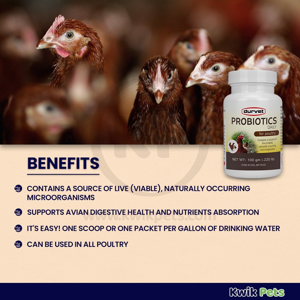 Durvet Probiotics Daily Poultry Supplement 100gm - Kwik Pets