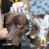 Earthbath Dirty Dog Shampoo, Sweet Orange Oil, 128oz - Kwik Pets
