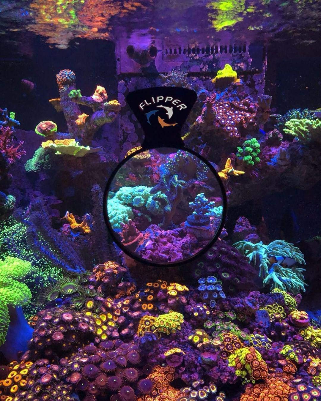 Flipper DeepSee Magnified Aquarium Viewer 4in - Kwik Pets