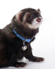 Marshall Pet Products Ferret Bell Collar Blue, 3/8 in - Kwik Pets