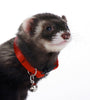 Marshall Pet Products Ferret Bell Collar Red, 3/8 in - Kwik Pets